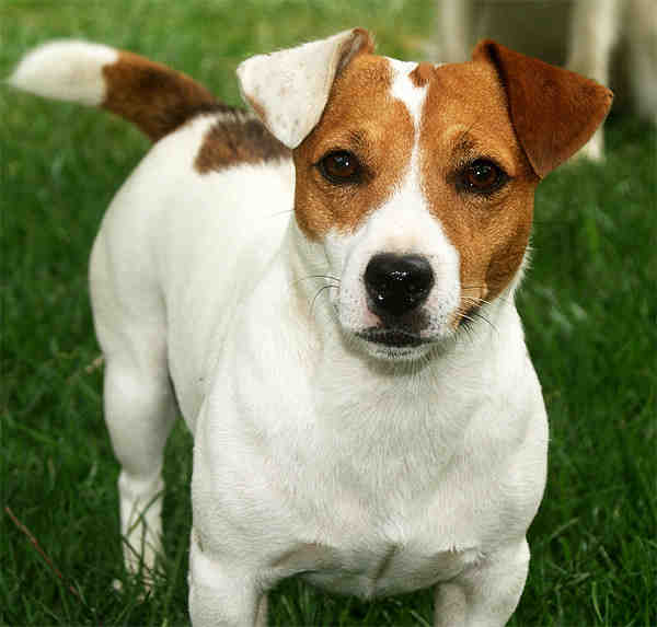 Are Jack Russell Terriers cuddly?
