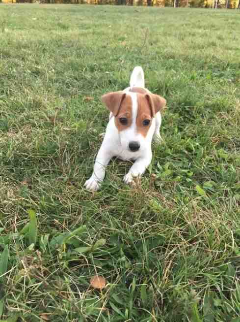 Are Jack Russell Terriers easy to train?