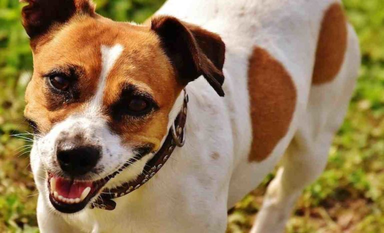 Are Jack Russell Terriers smart?