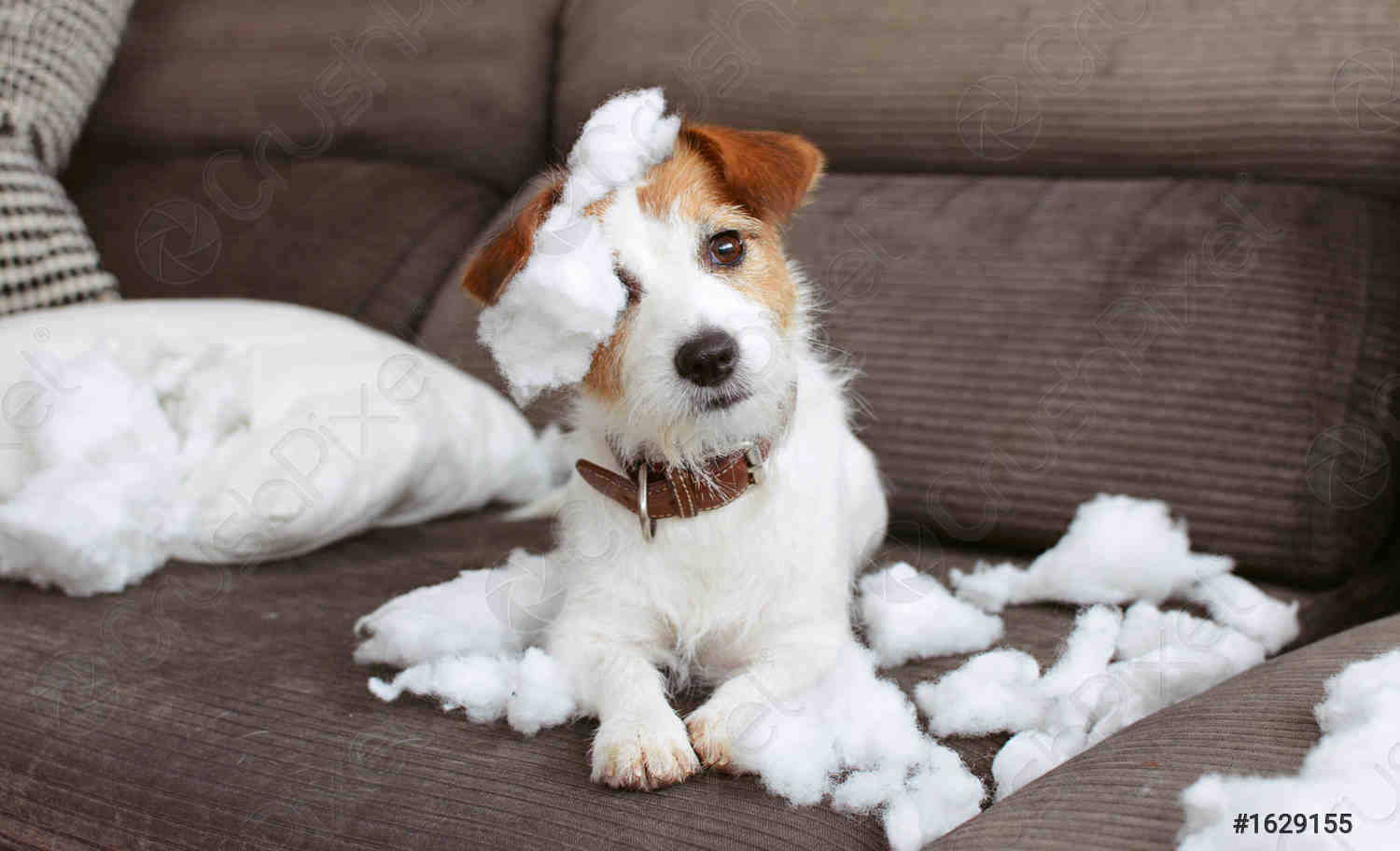 Are Jack Russells a one person dog?