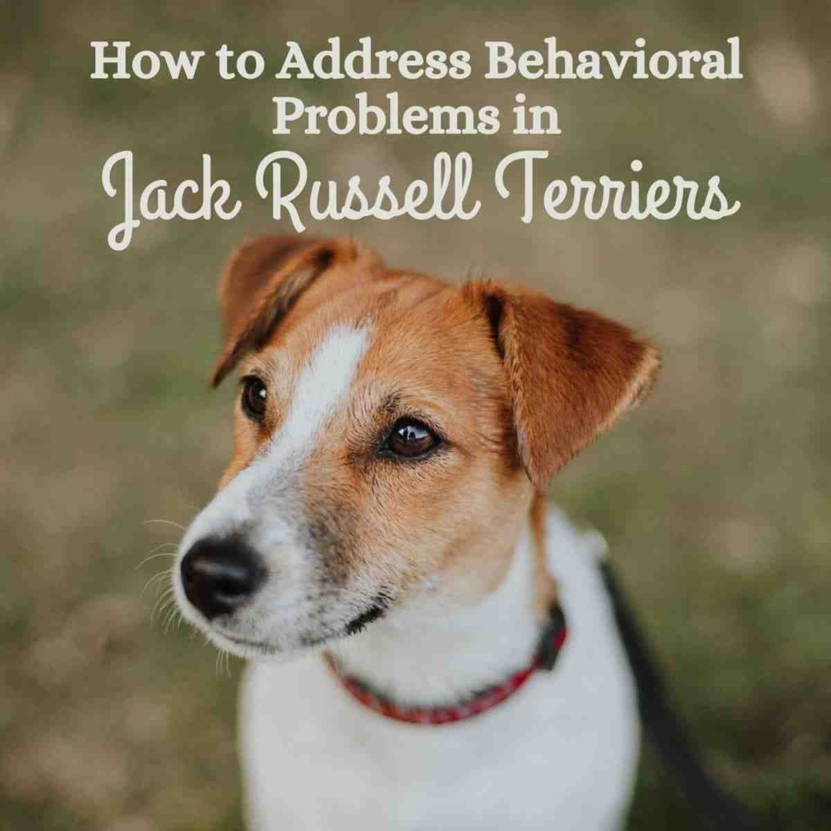 Are Jack Russells aggressive with other dogs?