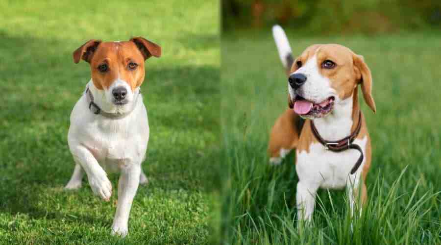 Are Jack Russells good with kids?