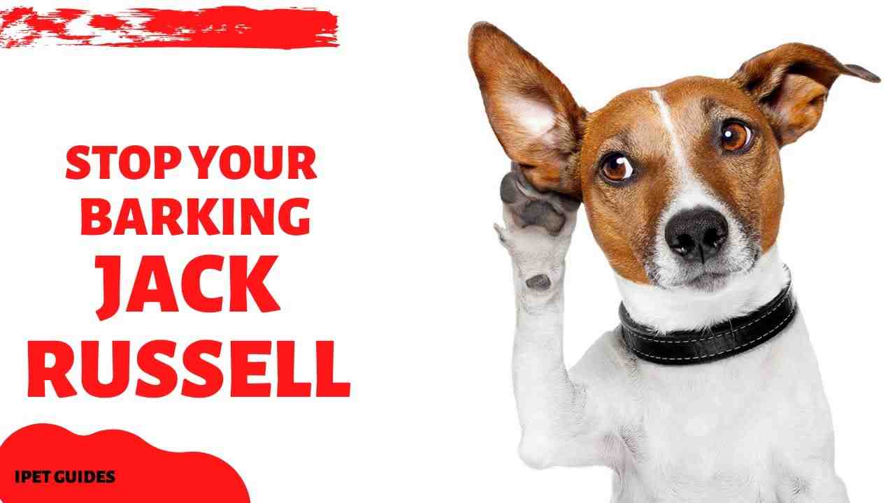 Are Jack Russells hard to train?