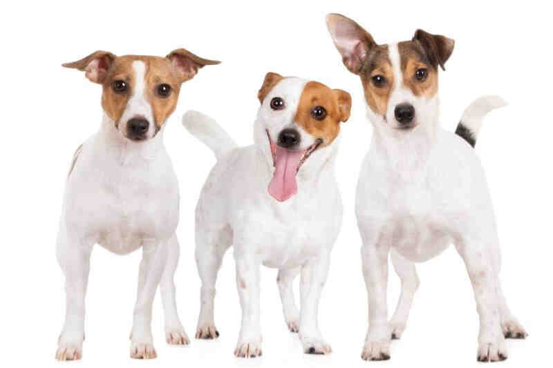 Are Jack Russell's vicious dogs?