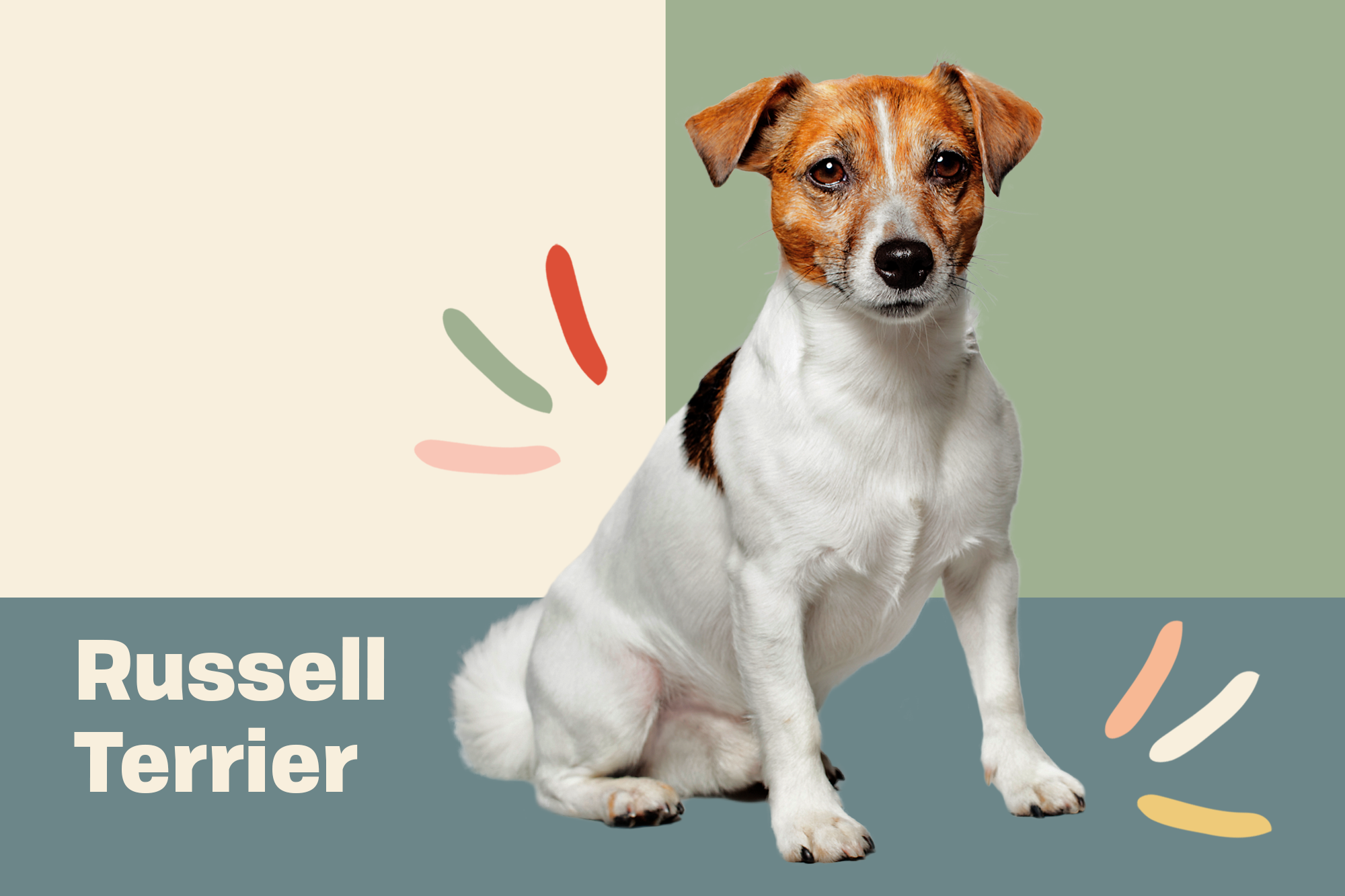 Are female Jack Russells less aggressive?