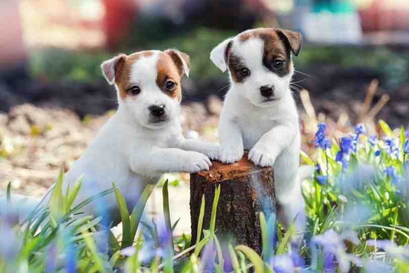 Are male or female Jack Russells better?