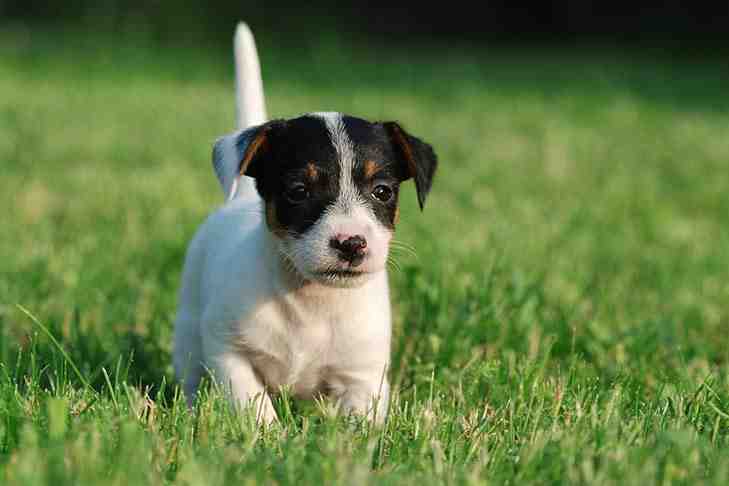 Are male or female Jack Russells better?