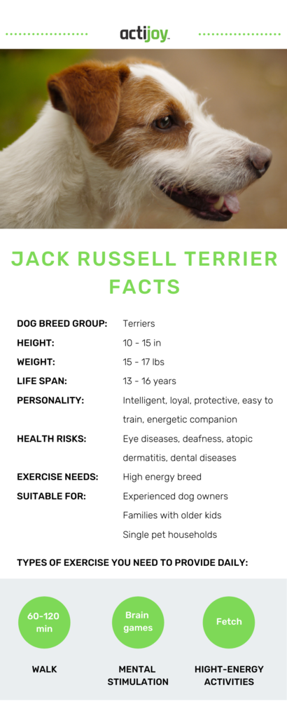 Can Jack Russells be left alone?