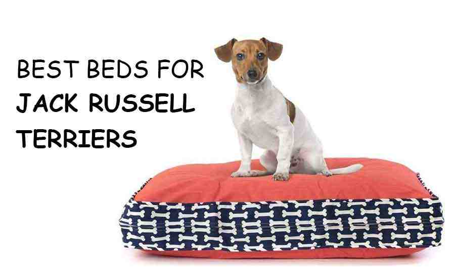 Can Jack Russells sleep outside at night?