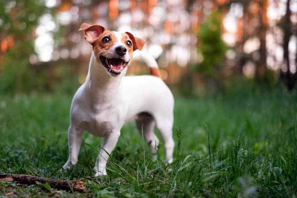Can a Jack Russell mate with a German shepherd?