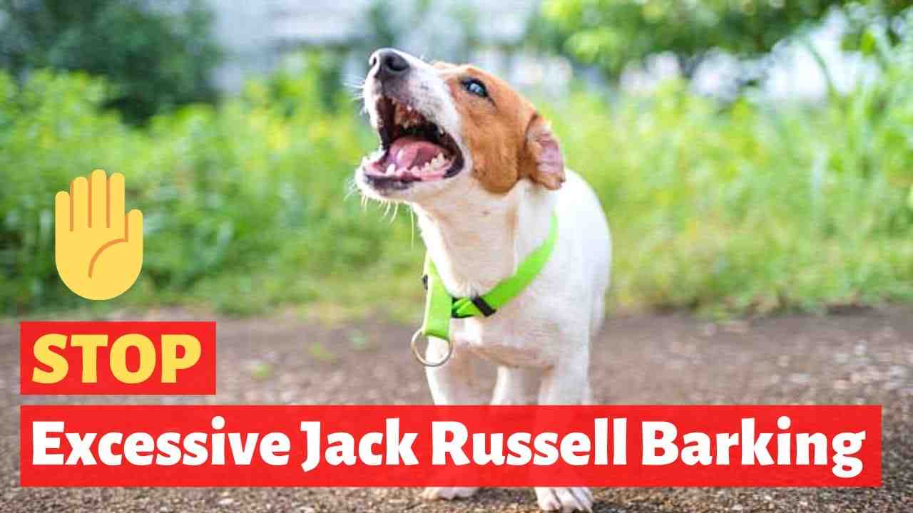 Can a Jack Russell stay home alone?
