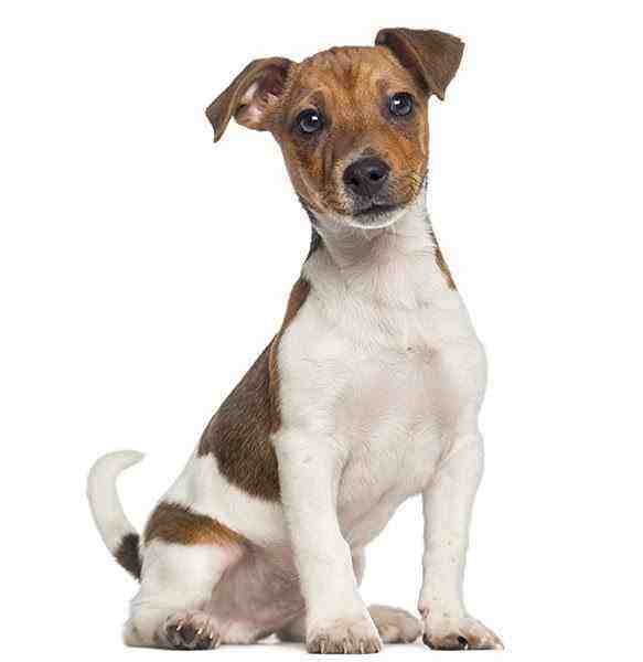 Can you let a Jack Russell off the lead?