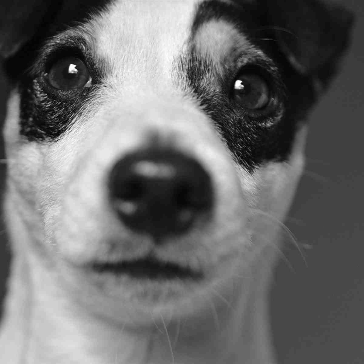 Can you stop a Jack Russell from shedding?