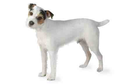 Can you train a Jack Russell not to bark?