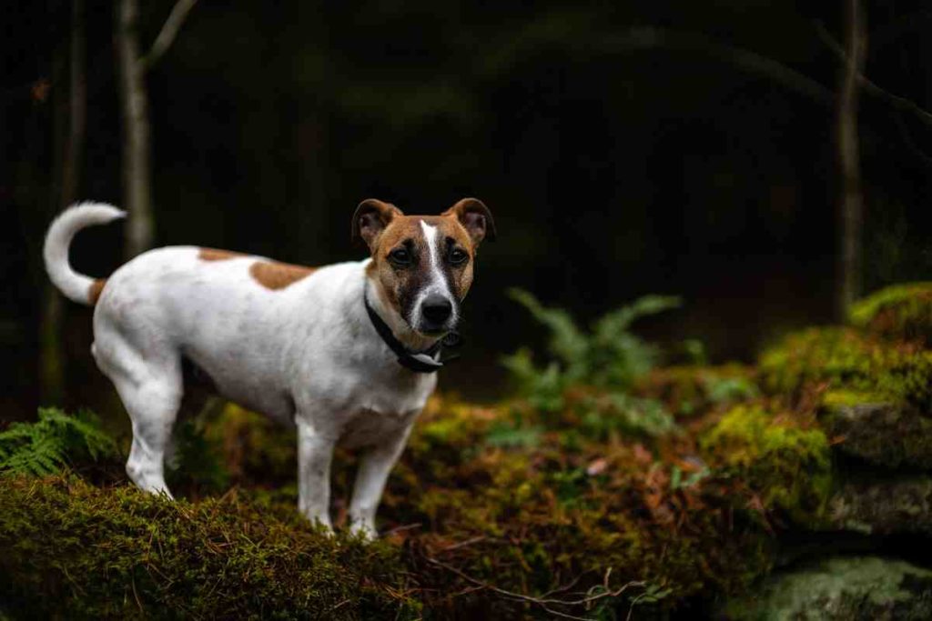 Do Jack Russells need a lot of exercise? Terrier News