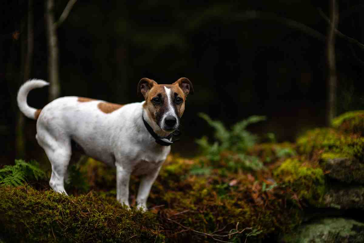 Can you walk a Jack Russell too much?