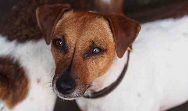 Do Jack Russells attack their owners?