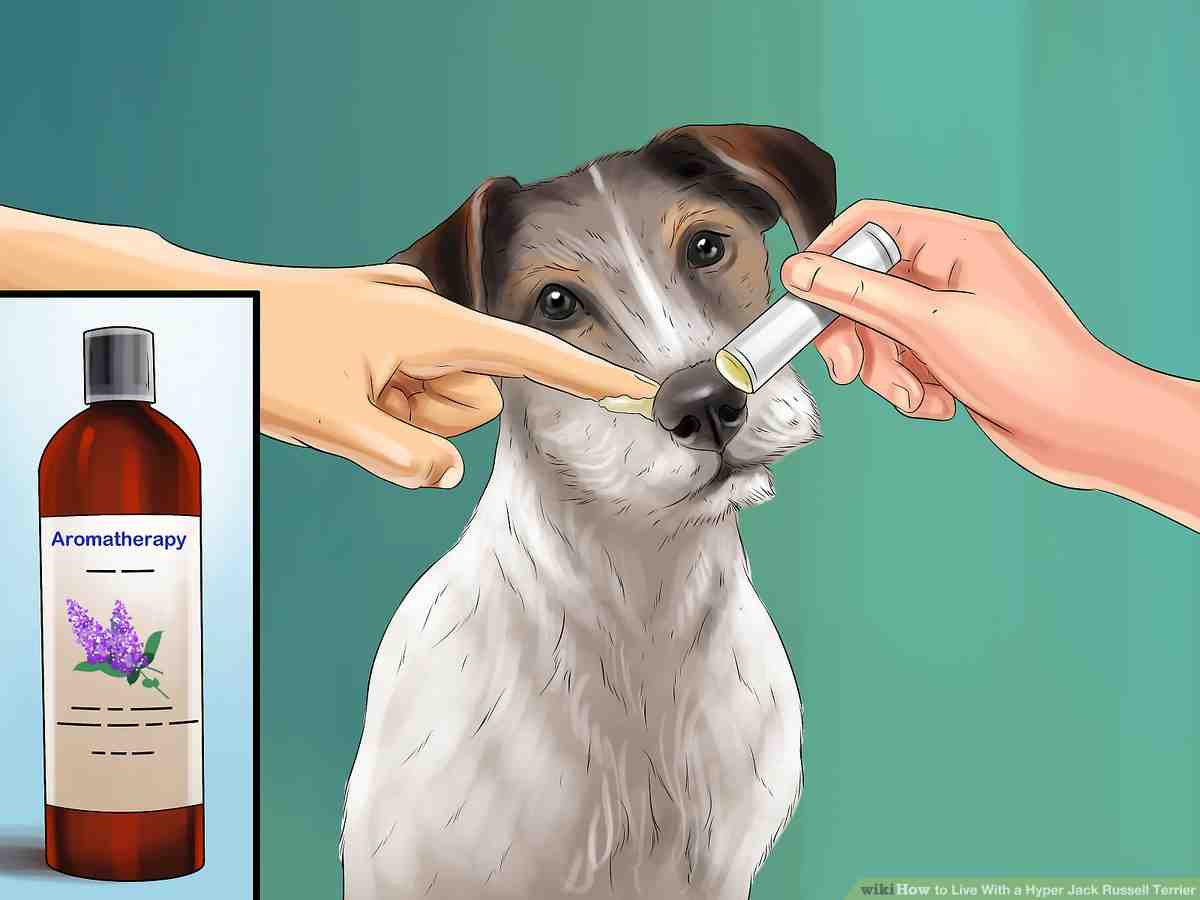 Do Jack Russells have health problems?