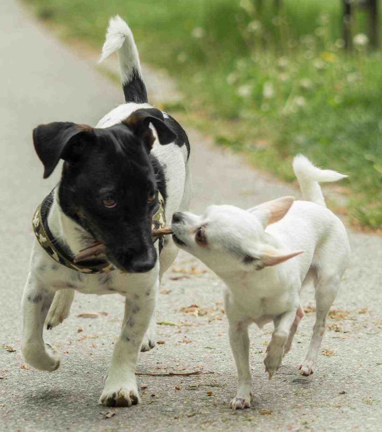 Why does my Jack Russell lick me so much? Terrier News