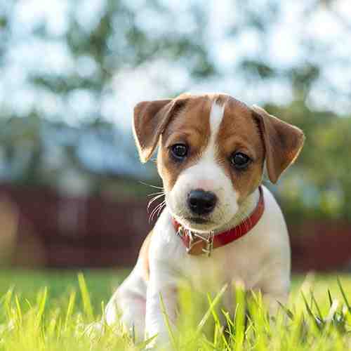 How do you scare a Jack Russell?