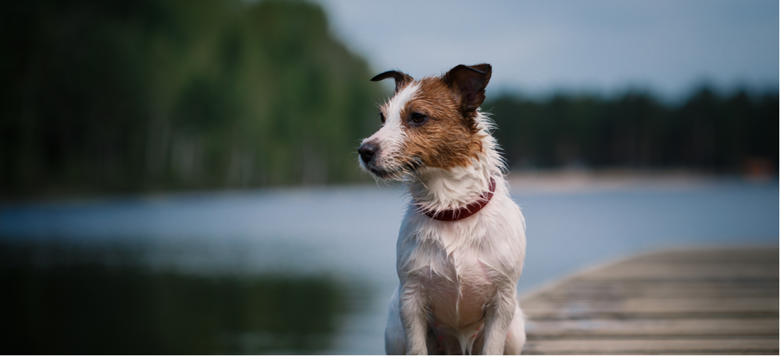 How do you walk a Jack Russell?