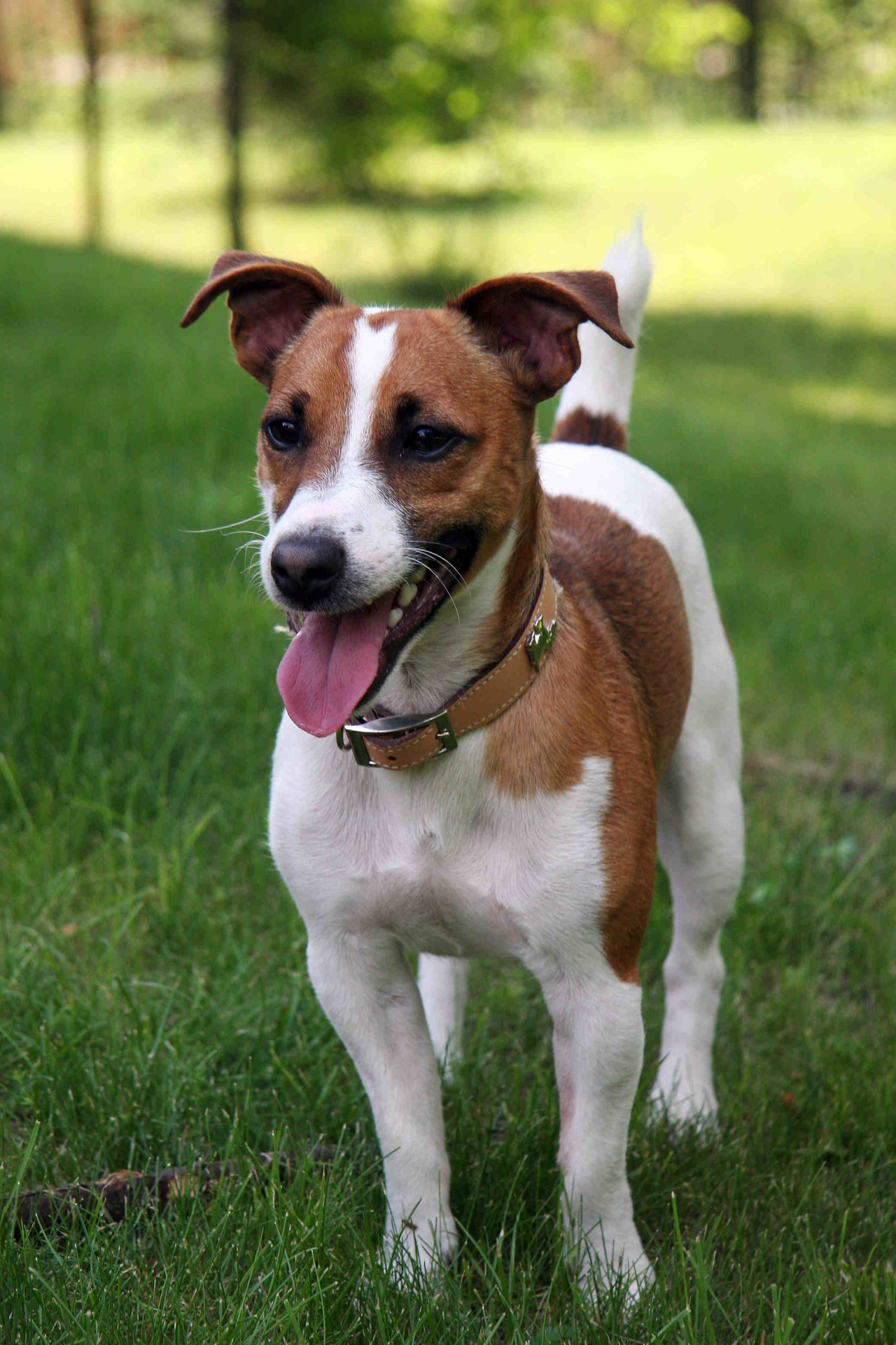 Is Jack Russell the smartest dog?