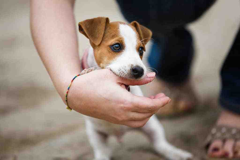 Is a Jack Russell a clever dog?