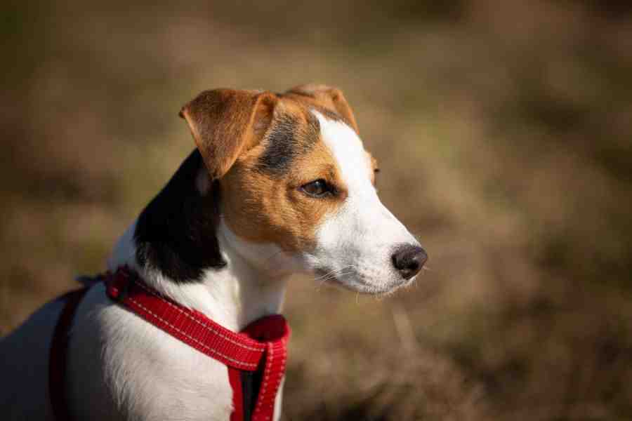 Is a Jack Russell a good family dog?