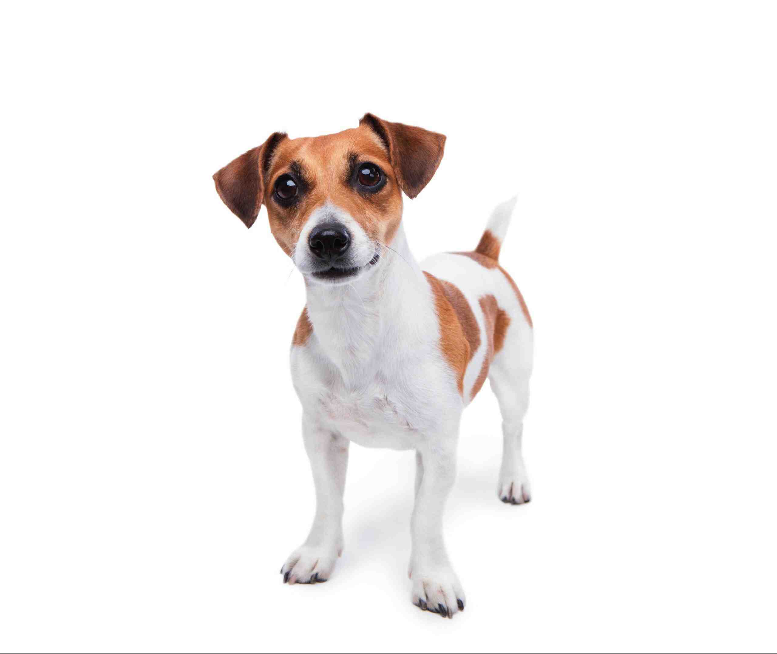 Is a Jack Russell a good first dog?