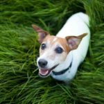 Is a Jack Russell a pedigree dog?