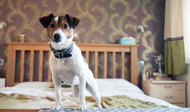 Is a Jack Russell terrier a pitbull?