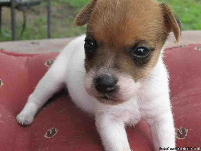 Is a male or female Jack Russell better?