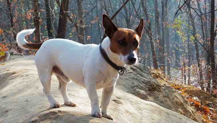 Is it a good idea to have 2 Jack Russells?