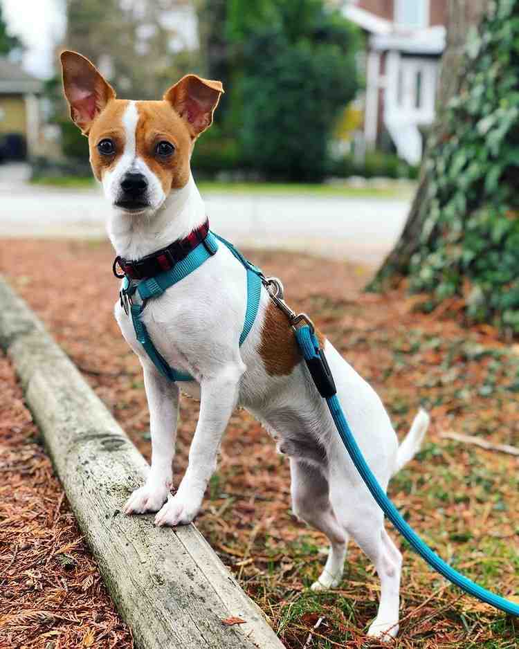 What are Jack Russell Chihuahuas like?