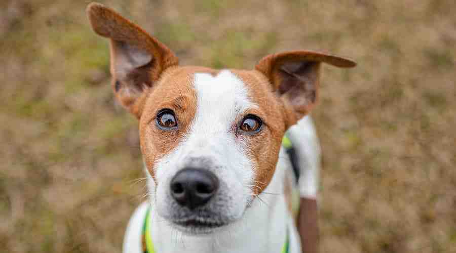 What are the cons of a Jack Russell?