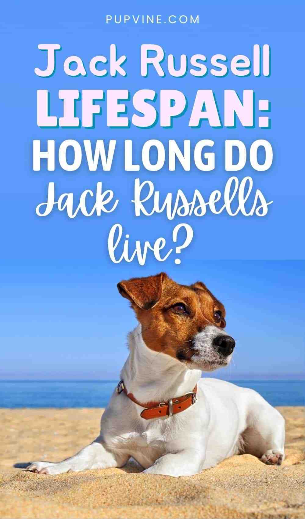 What is the longest living Jack Russell Terrier?