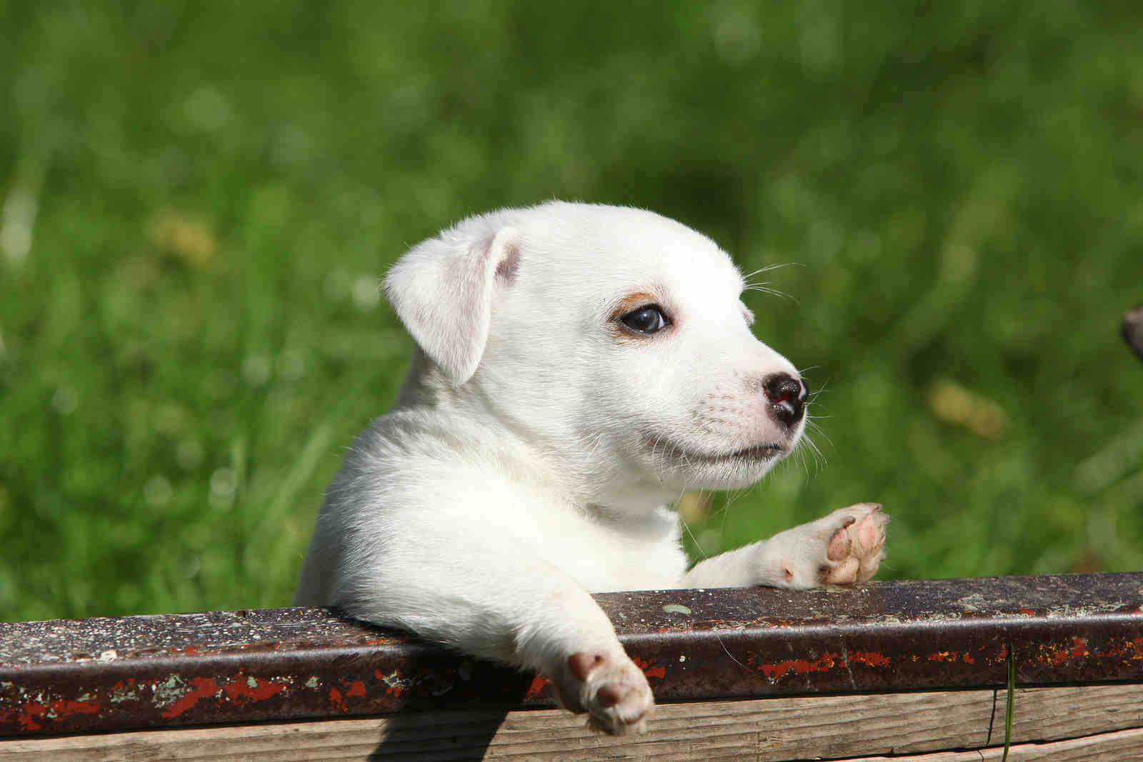 Which dog breed is the friendliest?