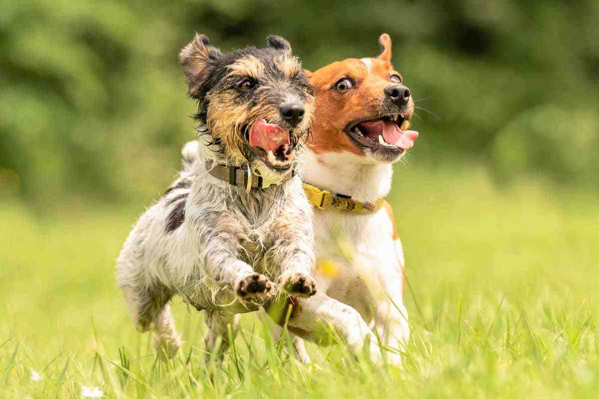 Which dog breed is the friendliest?