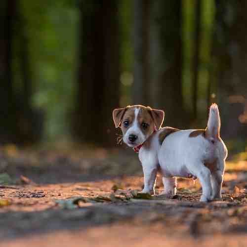 Why Jack Russells are the best dogs?