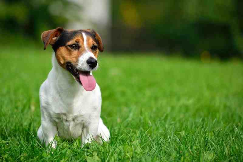Why Jack Russells are the worst dogs?