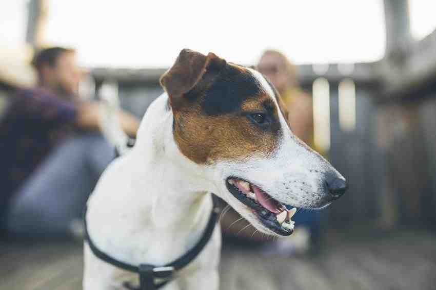 Why are Jack Russells so bad?