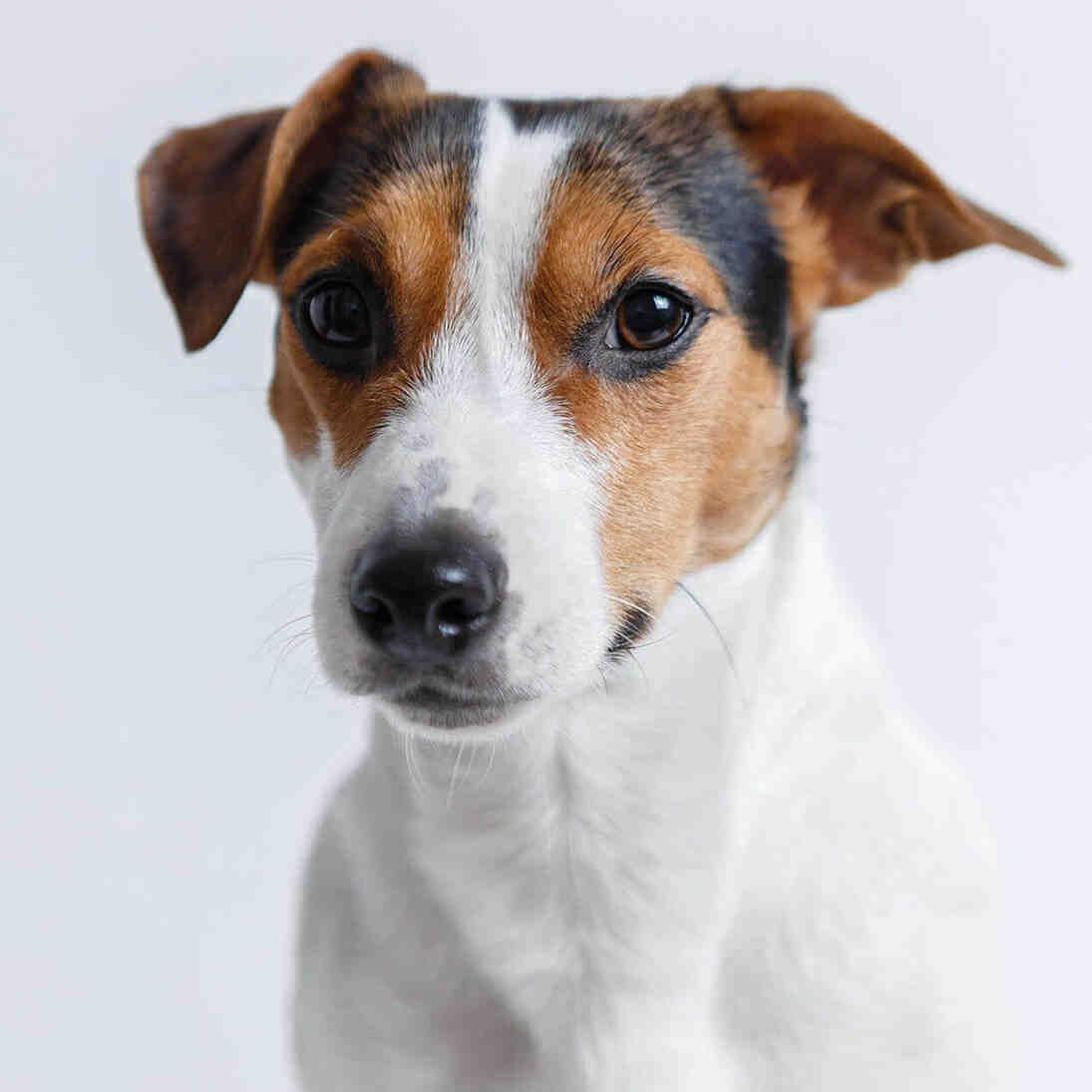 Why do Jack Russells limp?