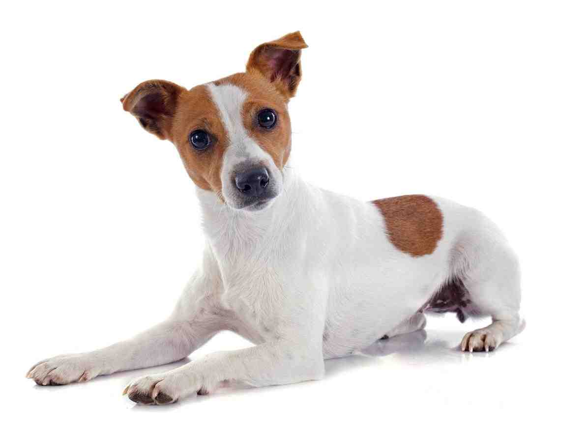 Why do they cut Jack Russell tails?