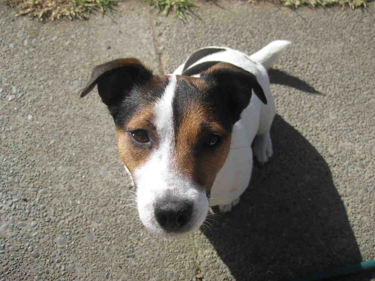 Why does my Jack Russell growl at me?
