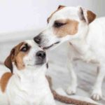 Why does my Jack Russell lick me so much?