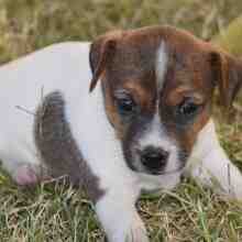 Why does my Jack Russell smell so bad?