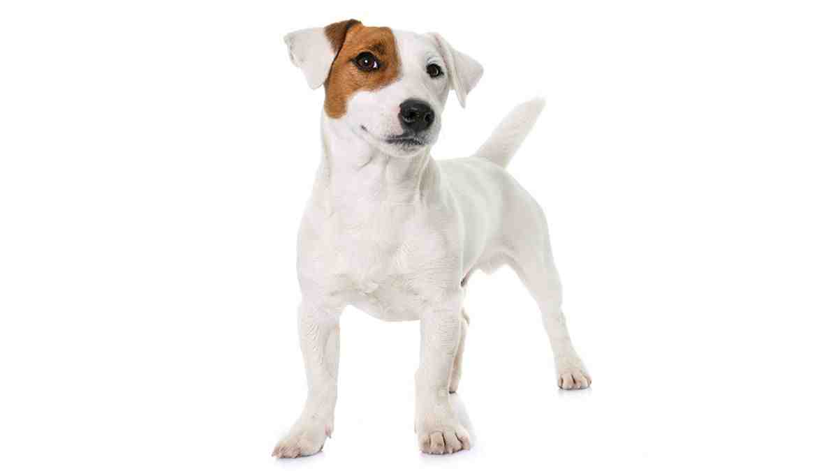 Why is my Jack Russell growling at me?